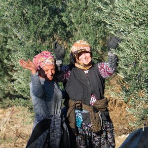 Kalloni Zeytin Ya | K ASIRLIK HEYECAN