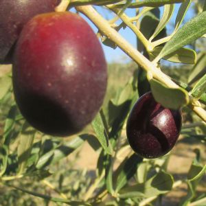 Kalloni Zeytin Ya | K ASIRLIK HEYECAN