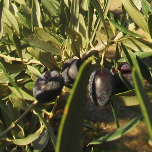 Kalloni Zeytin Ya | K ASIRLIK HEYECAN