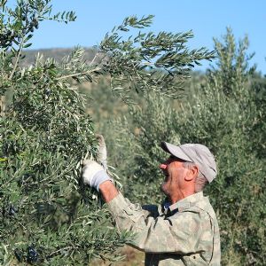 Kalloni Zeytin Ya | K ASIRLIK HEYECAN