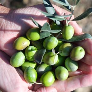 Kalloni Zeytin Ya | K ASIRLIK HEYECAN
