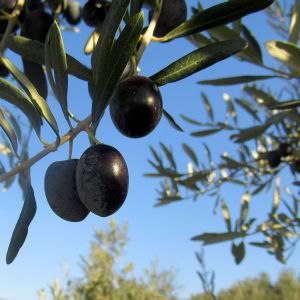 Kalloni Zeytin Ya | K ASIRLIK HEYECAN