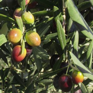 Kalloni Zeytin Ya | K ASIRLIK HEYECAN